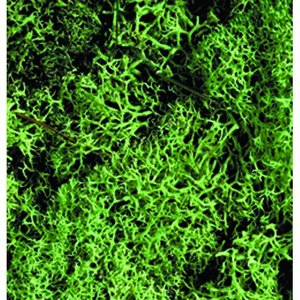 Vitmossa (lav) - ljusgrön